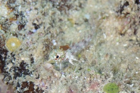 ヘビギンポ科の1種