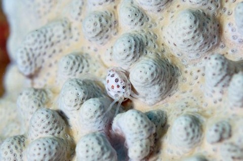 トサカガザミ属の1種