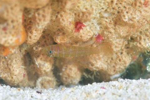 アミメベンケイハゼ