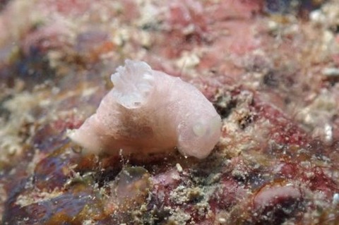 キヌハダウミウシ属の1種