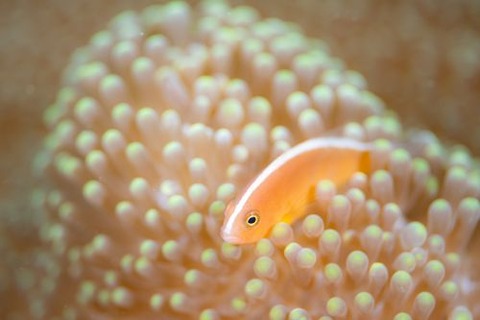 セジロクマノミ