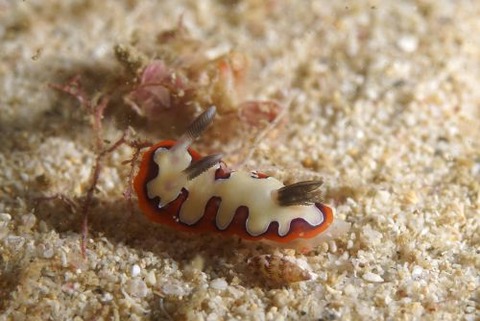 フジナミウミウシ