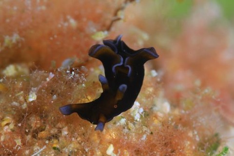 アメフラシ科の1種
