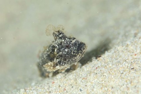 イボオコゼ科の1種