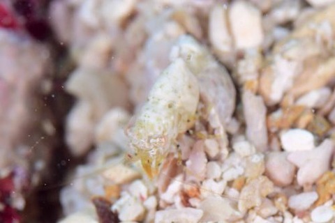 ズングリヒメサンゴモエビ