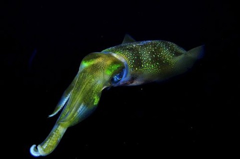 刺激的な水中生物