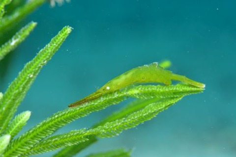 トガリモエビ属の1種