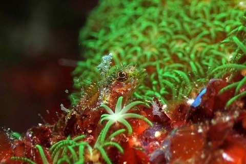 ヘビギンポ科の1種