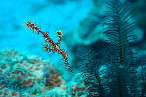 ニシキフウライウオ