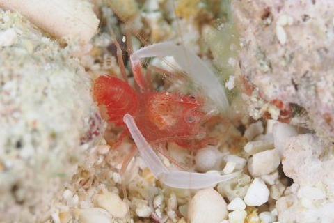 サンゴヒメエビ属の1種