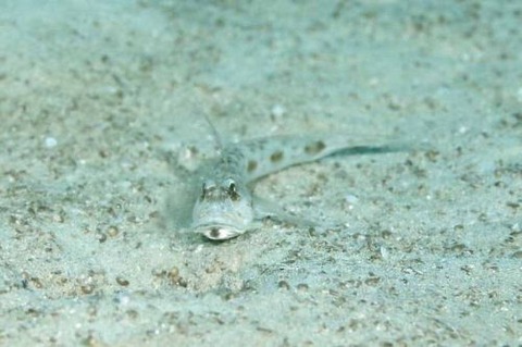 サルハゼ属の1種