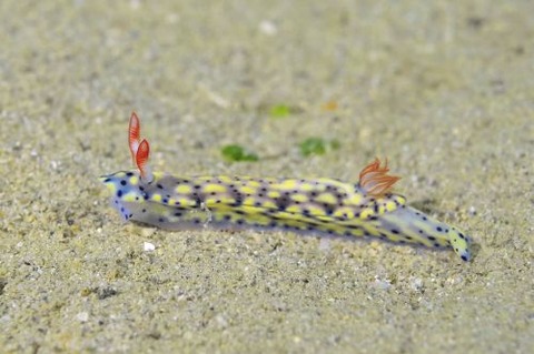 ホシゾラウミウシ