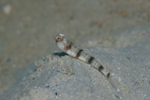 ニュウドウダテハゼ