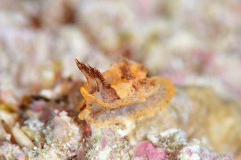 ネコジタウミウシ属の1種