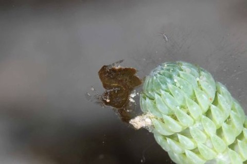 フィコカリス・シムランス