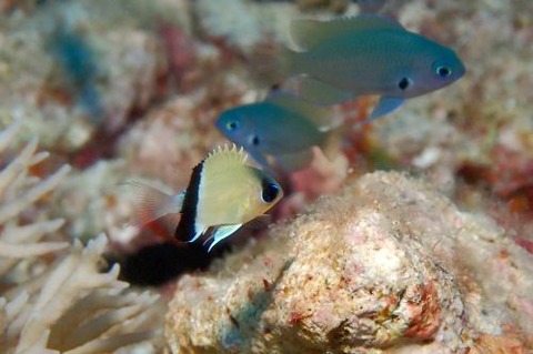 クロオビスズメダイ