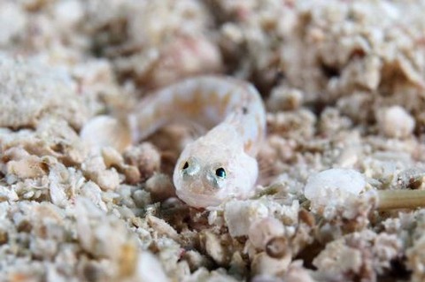 アゴアマダイ属の1種