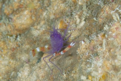 ステノプス・テヌイロストリス