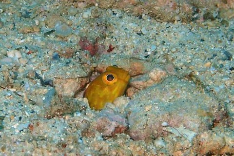 ホシカゲアゴアマダイ