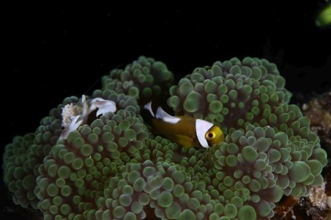 トウアカクマノミ