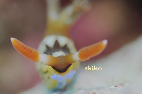 クロスジリュウグウウミウシ