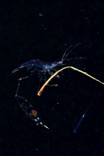 刺激的な水中生物