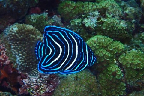 サザナミヤッコ