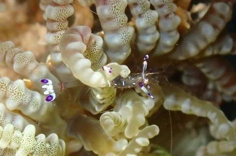 アカホシカクレエビ