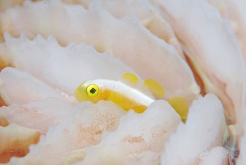 ナカモトイロワケハゼ