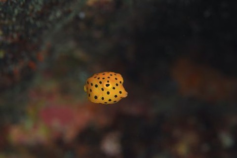 ミナミハコフグ