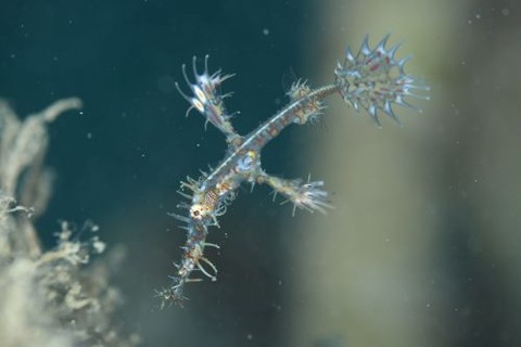 ニシキフウライウオ