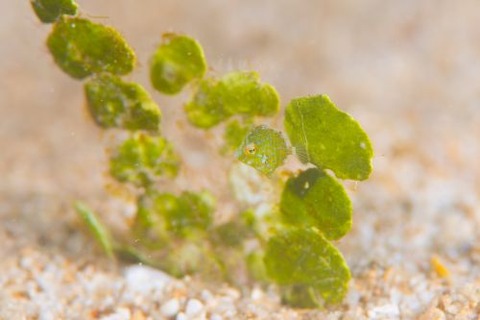 セダカカワハギ