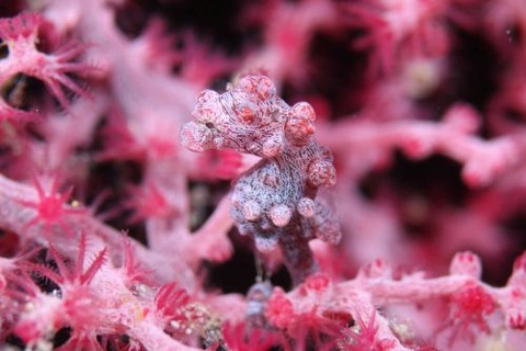 Hippocampus bargibanti