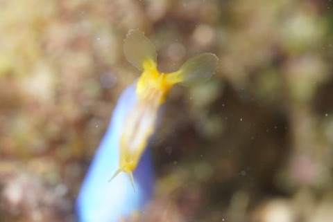 ハナヒゲウツボ