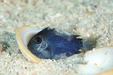 ニザダイ科の1種