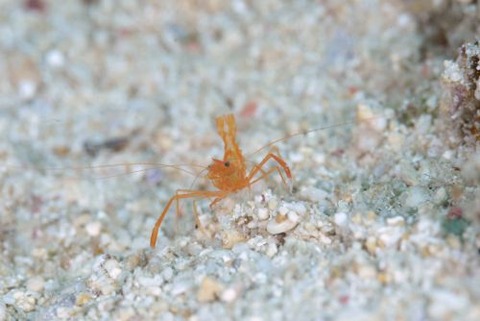 スベスベオトヒメエビ属の1種