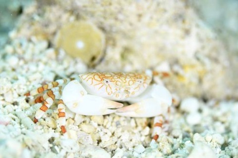 オウギガニ科の1種