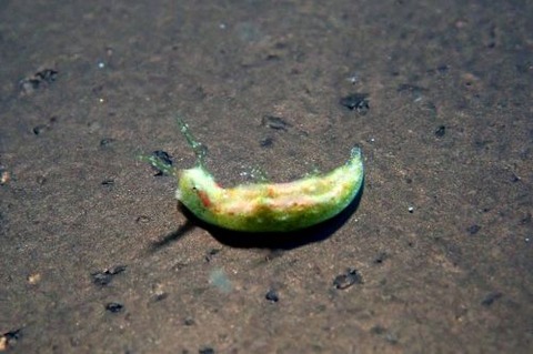 キスマークミドリガイ