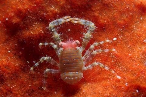 アマミコシオリエビ