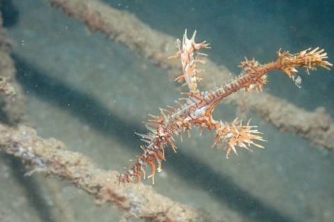 ニシキフウライウオ