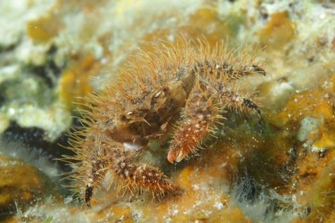 ウミハリネズミ