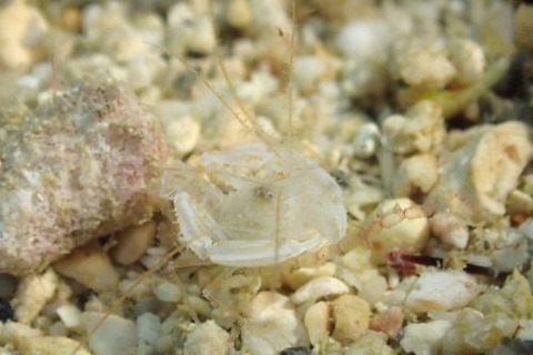 サンゴヒメエビ