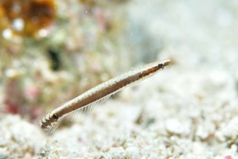 ヤナギハゼ属の1種