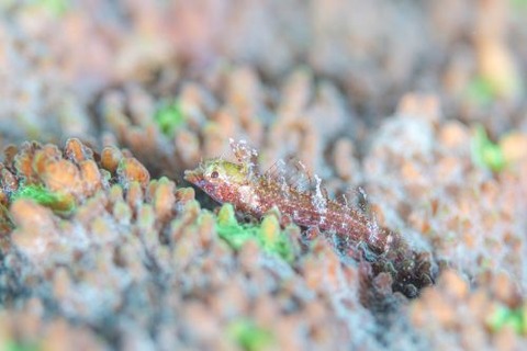 セグロヘビギンポ