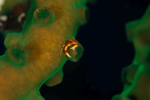 ベニサンゴガニ