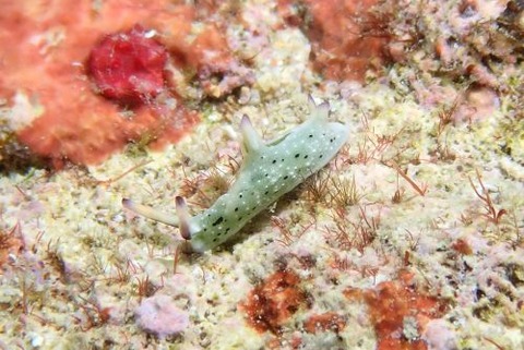 エリシア・トンプソンイ