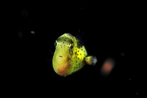 刺激的な水中生物