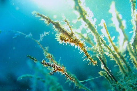 ニシキフウライウオ