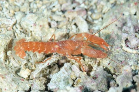 アナエビ科の１種