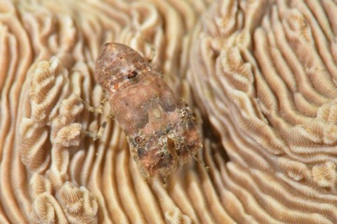 ツメナガヒメセミエビ